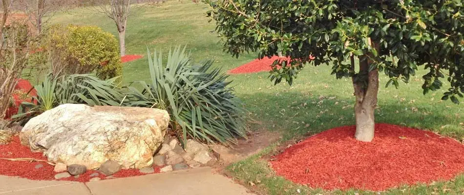 Red mulch spread around trees and throughout the landscaping at a home in %%targetarea1%, NY.