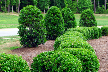 A line of shrubs that we trimmed recently lining a property.